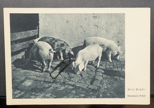 Foto postkarte hausschweine - foto,