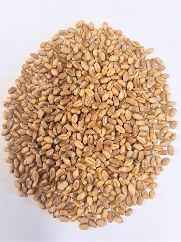 Bio weizen ganzes - bio,