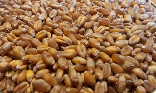 Bio gelbmehlweizen direkt - bio,